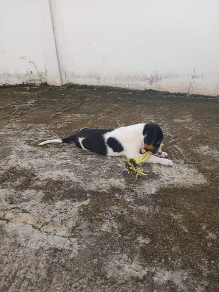 Only, femelle Xborder collie née le 09/10/2025