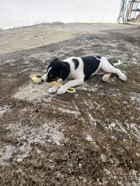 Only, femelle Xborder collie née le 09/10/2025