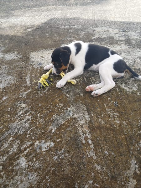 Only, femelle Xborder collie née le 09/10/2025