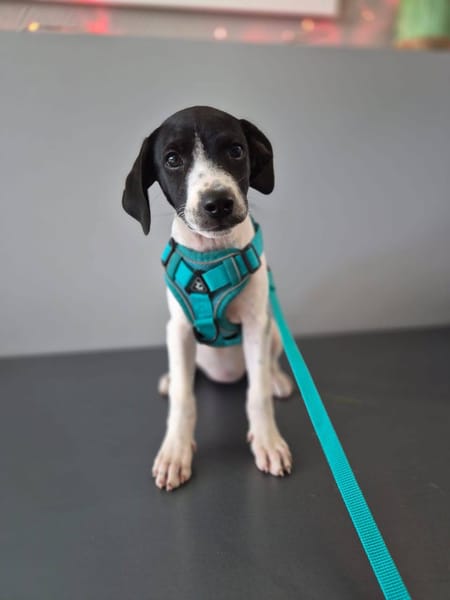 Liddy, femelle berger, née le 15/09/2025