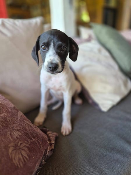 Liddy, femelle berger, née le 15/09/2025