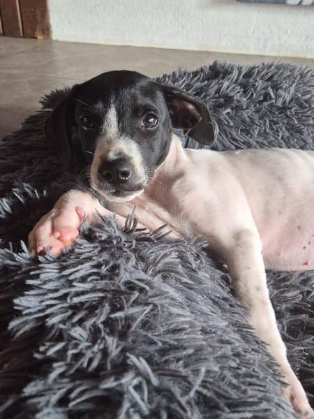 Liddy, femelle berger, née le 15/09/2025