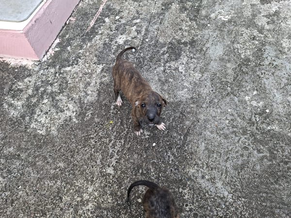 Kyra, femelle X croisé née le 21/09/2025