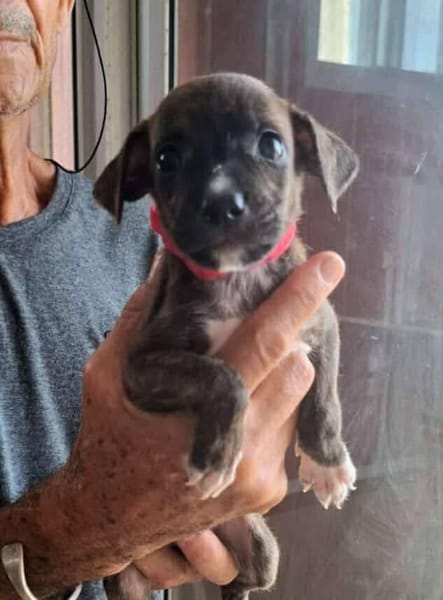 Kyra, femelle X croisé née le 21/09/2025