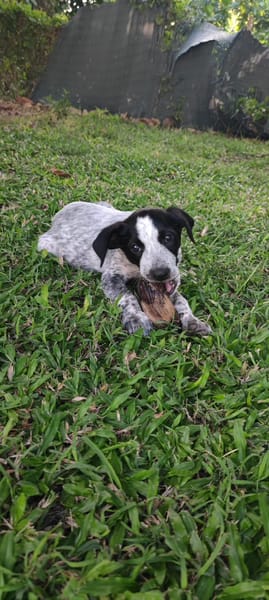 Kaly, femelle X berger, née le 26/09/2025 🐶