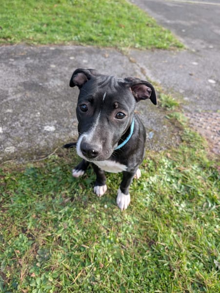 Iris, femelle croisée créole, née le 25/06/2025 🐶
