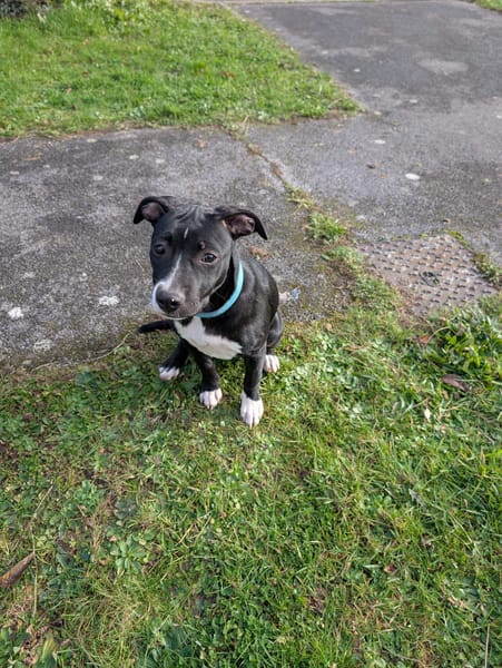 Iris, femelle croisée créole, née le 25/06/2025 🐶