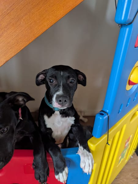 Iris, femelle croisée créole, née le 25/06/2025 🐶