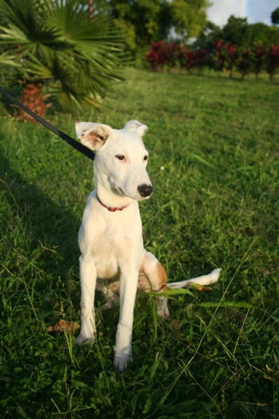 Hikari, femelle X croisé berger , née le 25/07/2025 🐶