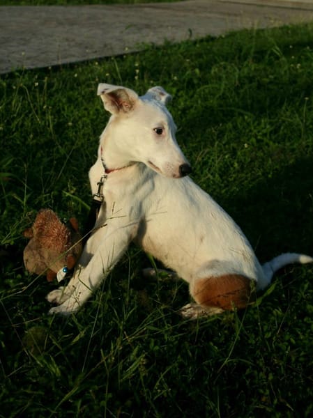 Hikari, femelle X croisé berger , née le 25/07/2025 🐶
