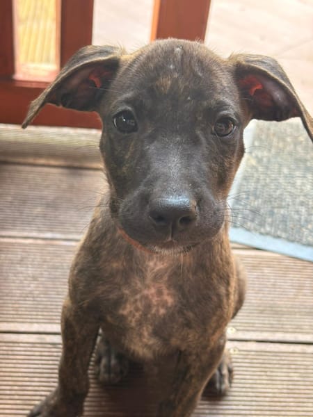 FILOU, Mâle, croisé berger, né le 21/09/2025