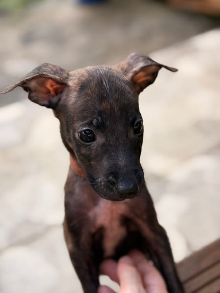 FILOU, Mâle, croisé berger, né le 21/09/2025