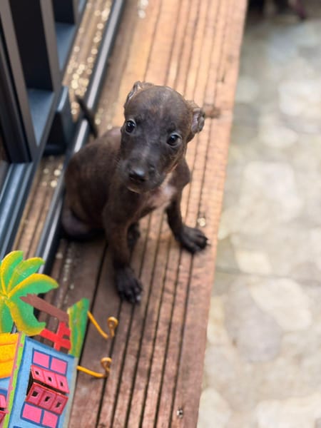 FILOU, Mâle, croisé berger, né le 21/09/2025