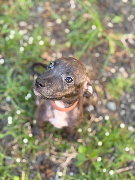 FILOU, Mâle, croisé berger, né le 21/09/2025