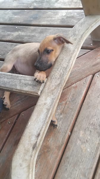 Chester, mâle X croisé né le 21/09/2025