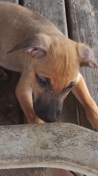 Chester, mâle X croisé né le 21/09/2025