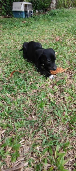 Belko, mâle X berger, né le 26/09/2025 🐶