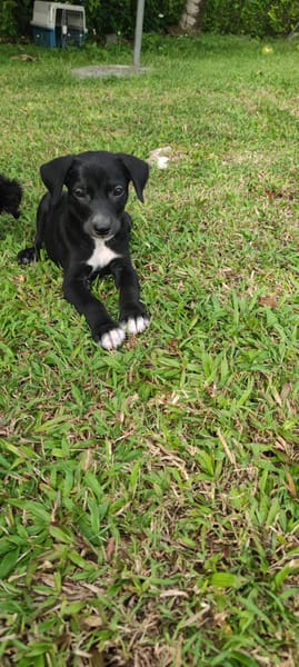 Belko, mâle X berger, né le 26/09/2025 🐶