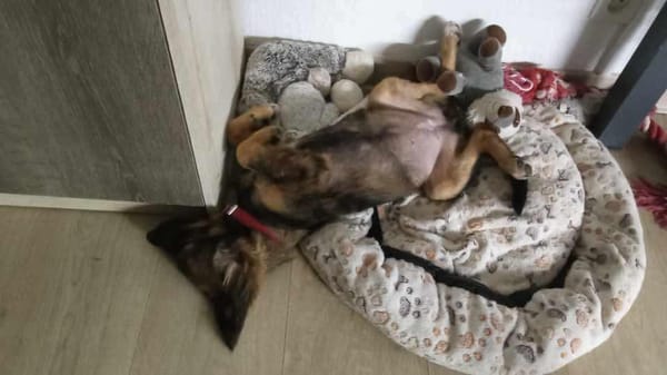 Azzura, femelle X berger née le 04/09/2025