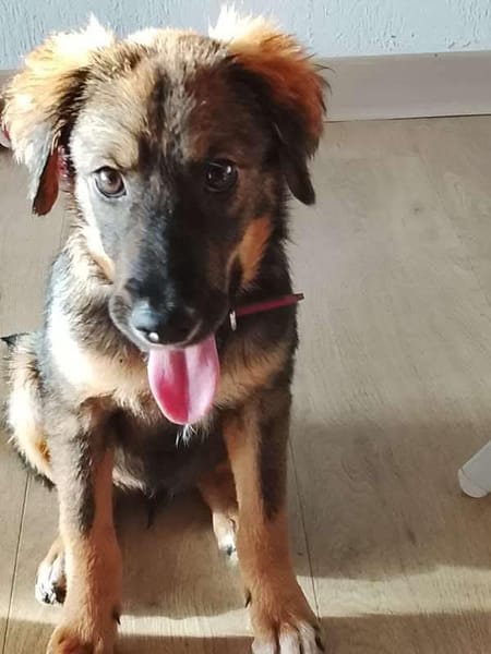 Azzura, femelle X berger née le 04/09/2025