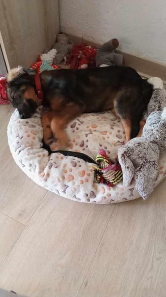 Azzura, femelle X berger née le 04/09/2025