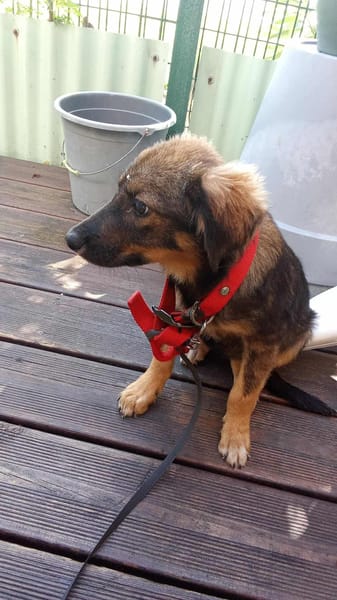 Azzura, femelle X berger née le 04/09/2025