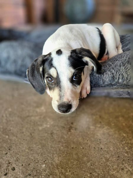 Ahès, femelle berger, née le 15/09/2025