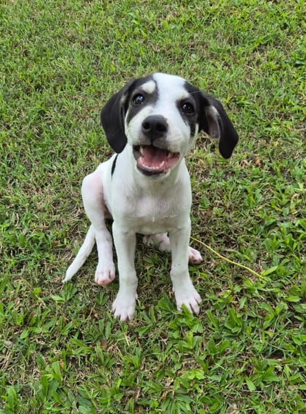 Ahès, femelle berger, née le 15/09/2025