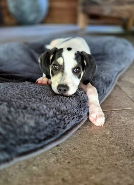 Ahès, femelle berger, née le 15/09/2025