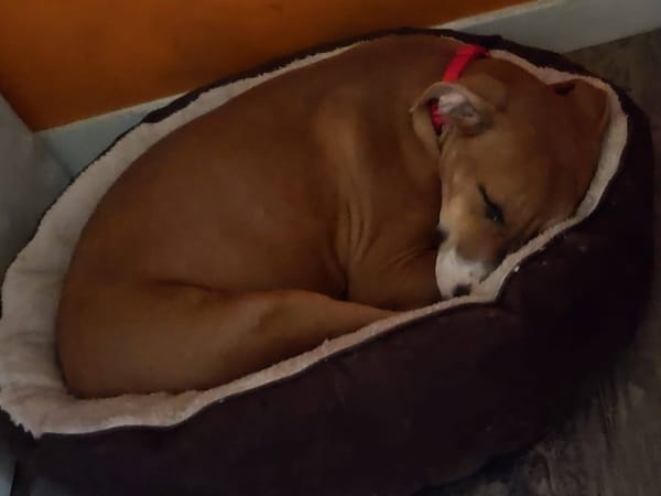 Aéla, femelle croisée berger, née le 15/06/2025 🐶