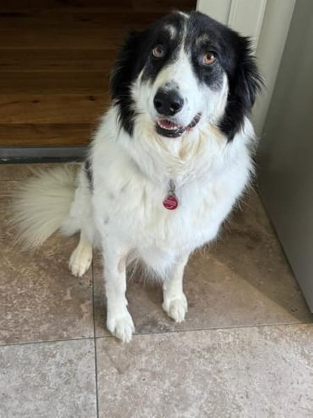 Hündin Helena sucht ein Zuhause