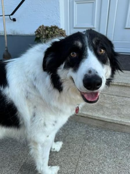 Hündin Helena sucht ein Zuhause