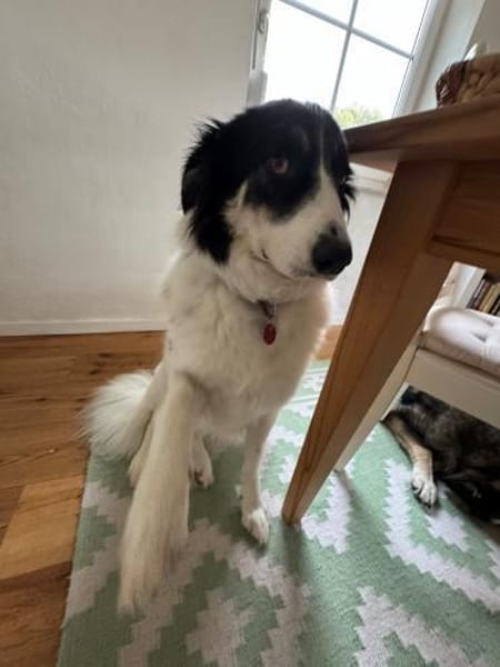 Hündin Helena sucht ein Zuhause