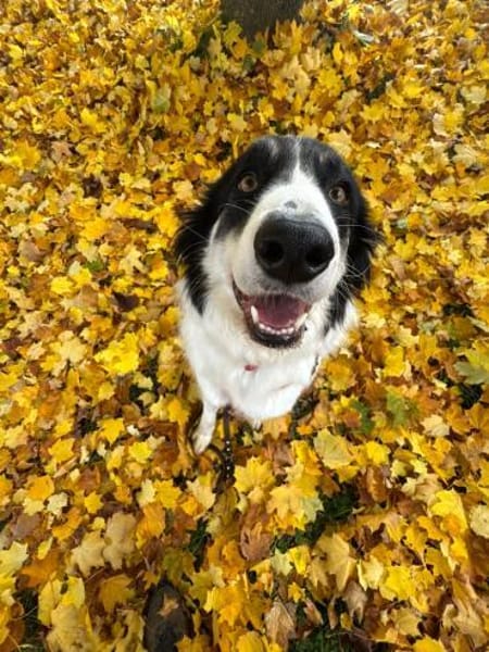 Hündin Helena sucht ein Zuhause