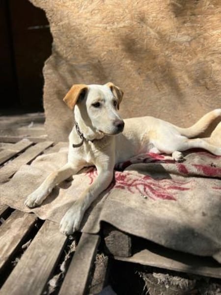 brave Familienhündin Lora