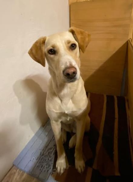 brave Familienhündin Lora