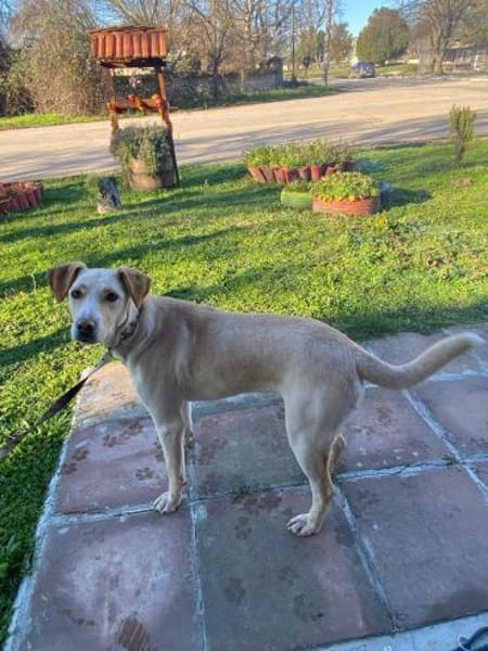 brave Familienhündin Lora