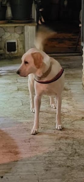 Arco wünscht sich das passende Zuhause🍀