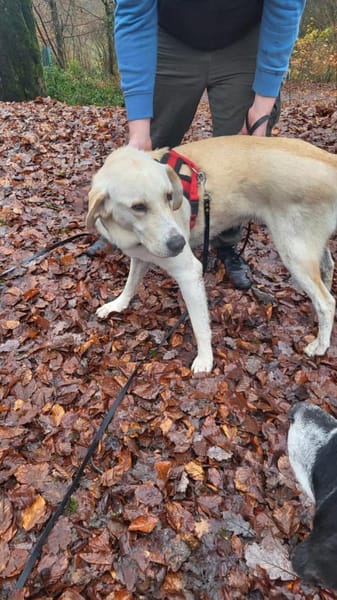 Arco wünscht sich das passende Zuhause🍀