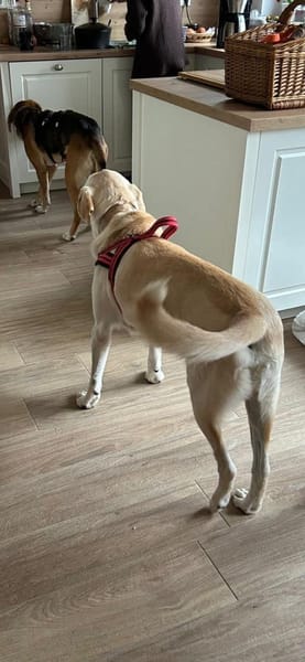 Arco wünscht sich das passende Zuhause🍀