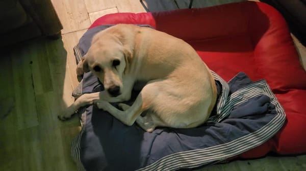 Arco wünscht sich das passende Zuhause🍀