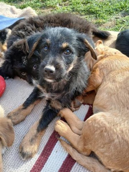 💙 Unser 💙Burli💙 sucht seine Menschen