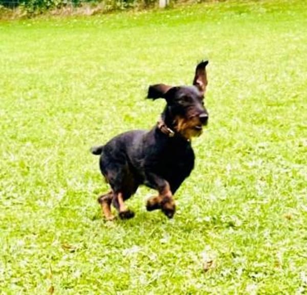 Paula -nur Paten gewünscht