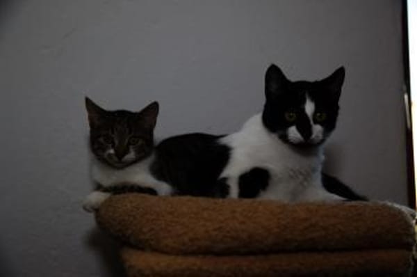 Katzenkind RONJA sucht ihr Zuhause!