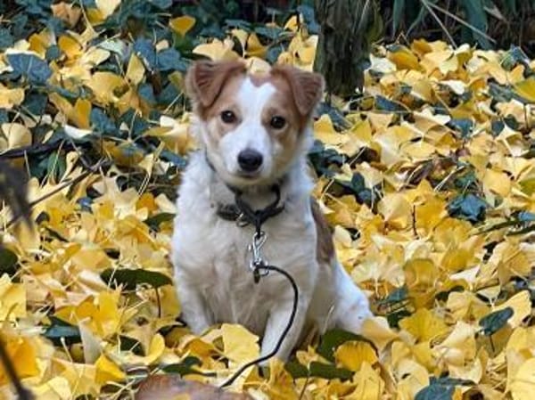 LILLY - auf PS in 44534 Lünen - NOTFALL!