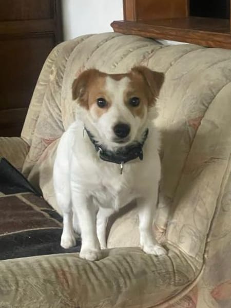 LILLY - auf PS in 44534 Lünen - NOTFALL!