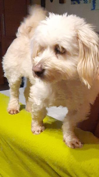 ANIA 3-jährige Bologneser