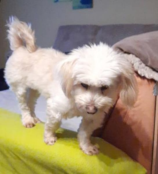 ANIA 3-jährige Bologneser