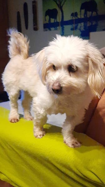 ANIA 3-jährige Bologneser