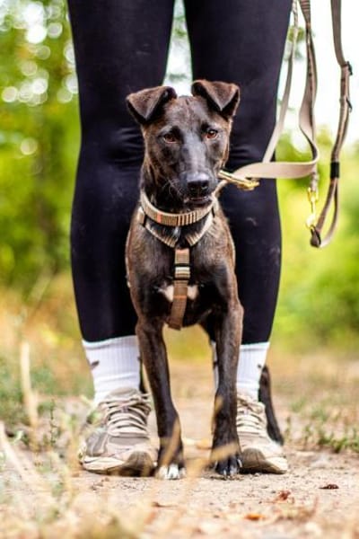 Zsizsi, neugieriger Jungspund, ca. 2 J